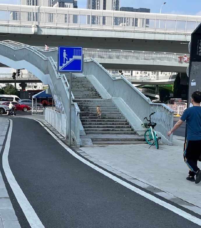 它竟然没有横穿马路而是选择了过天桥