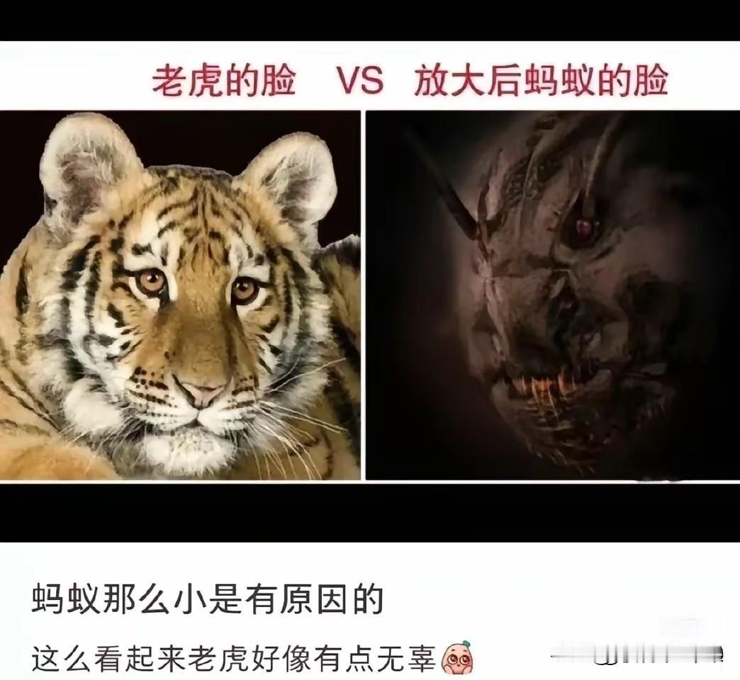 不得不说，没有对比就没有伤害！[捂脸哭]