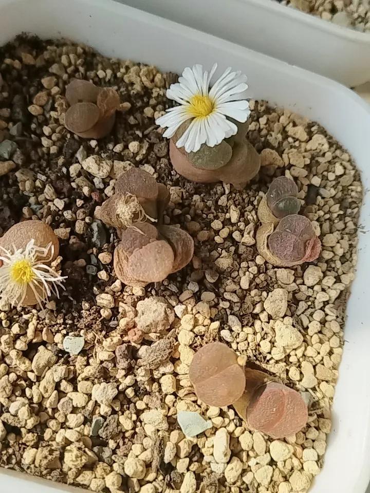 开花的多肉植物你喜欢吗?