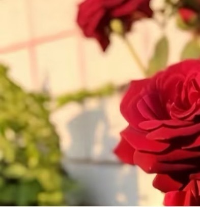 0000玫瑰种植方法：1️⃣时间：玫瑰花除了采用扦插的方式进行繁殖之外，还可以选