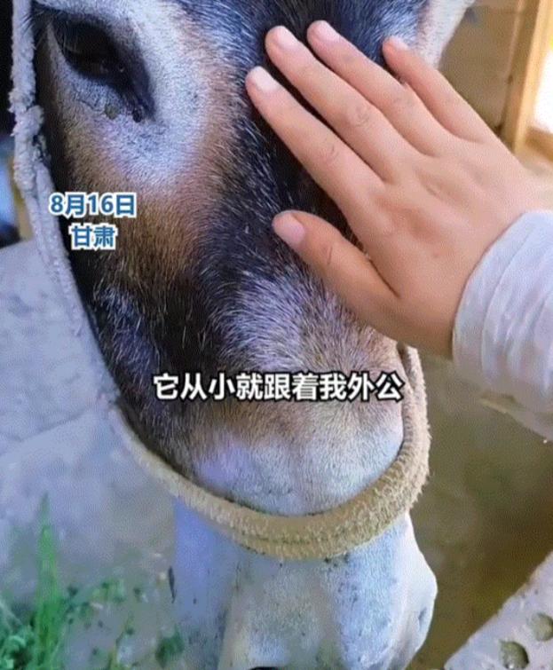 甘肃一名女子在网上分享暖心一幕，她78岁的外公养了一头整整38年的驴。这头驴高龄