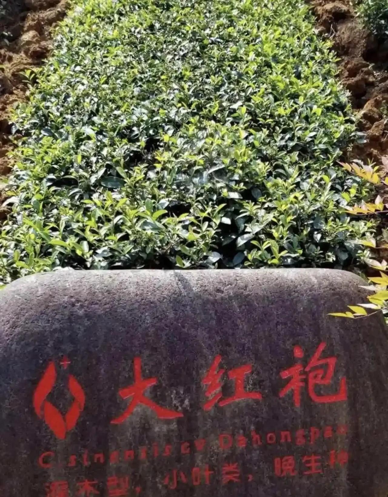 顶级茶叶什么味咱不知道，但是它绝不是简简单单茶香，它还有一层陈旧腐朽的权贵味道在
