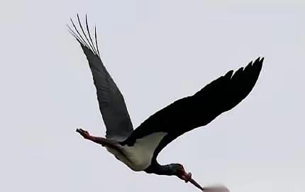 揪心！武汉黑鹳嘴被箍死无法进食，同伴陆续迁徙只剩它独自挣扎武汉一只国家一级保