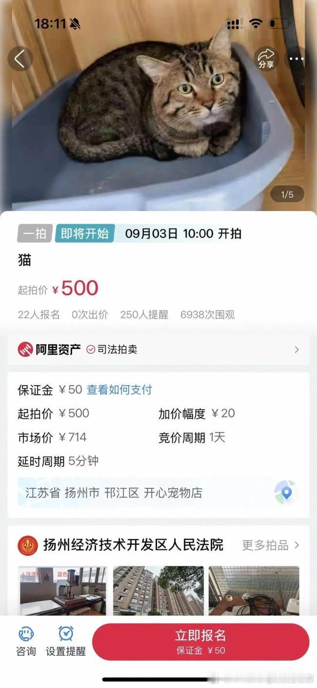 小猫咪一脸懵逼，不管谁拍到，希望能善待法拍的狸花猫原来长这样​​​