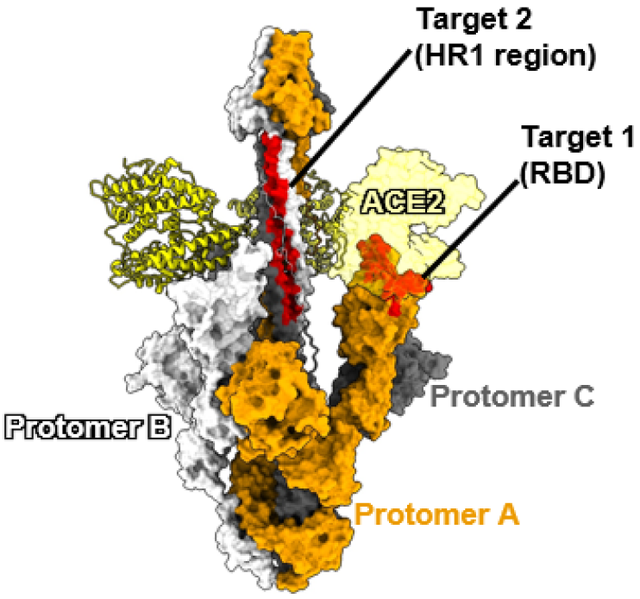 复旦学者Cell发文: 发现防治冠状病毒新靶点并设计了双功能抗病毒候选药物