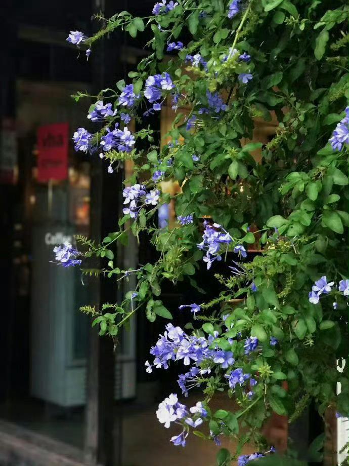 此生恋姑苏，愿为人间客。​​​​