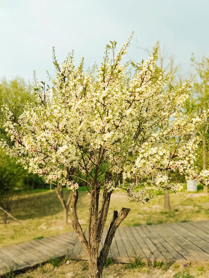 家门口的春天昨日在小区外的公园中，我留意到步道旁有一株植物，身形小巧，却满树