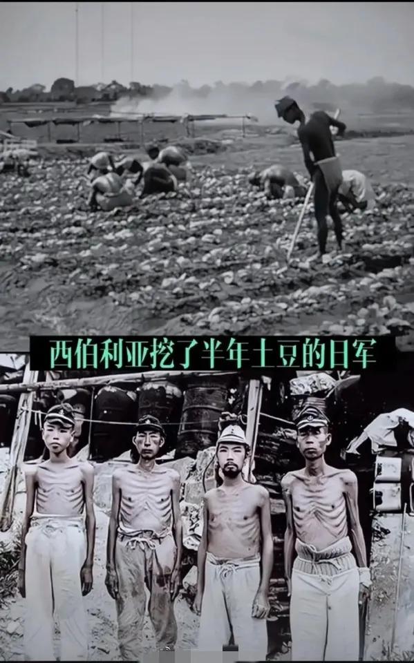 这张照片里的人，是当年在西伯利亚挖了半年土豆后的日军。虽然一个个瘦骨嶙峋，但