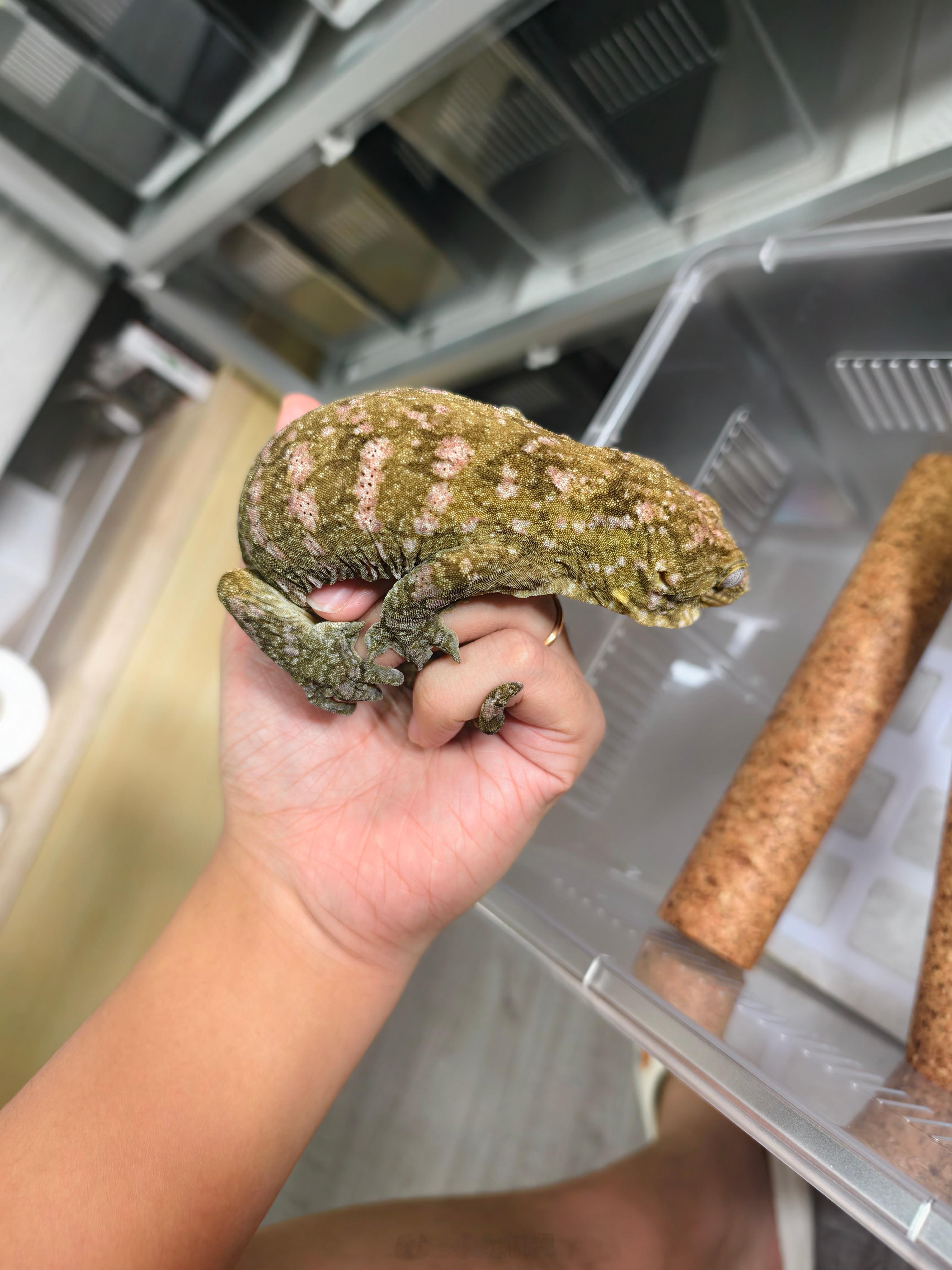 能上手了，大家伙状态也养起来了