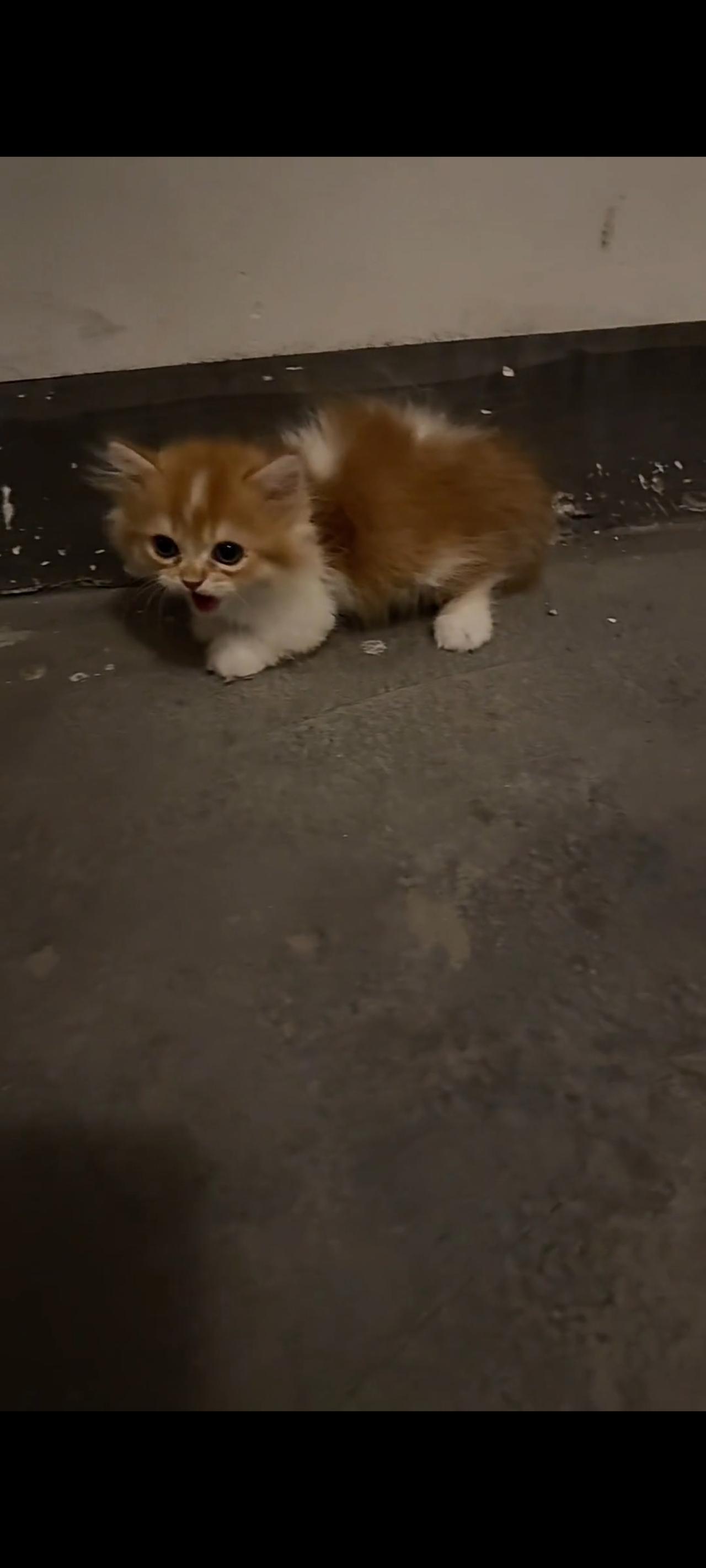 这究竟是谁家的小猫，这么可爱，这么善良，还这么淳朴的一只小猫咪，竟然被自己的主人