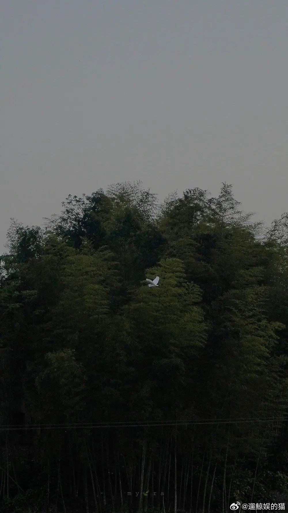 关于绿色手机壁纸背景图头像一些绿色系美图～绿色真的很清新自然🍃