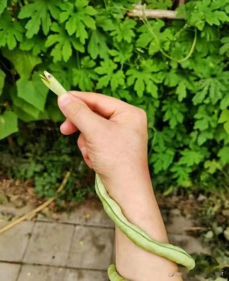 炒熟了，就没毒了……