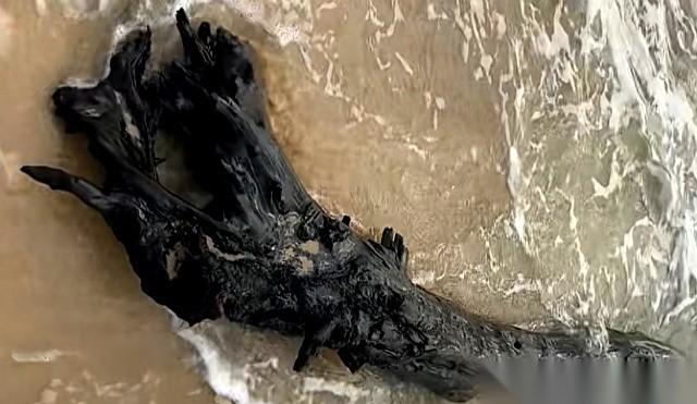 沙滩上捡了块黑木头，评论区差点把人直接送进去，这事儿真是绝了。一个姑娘，在海南