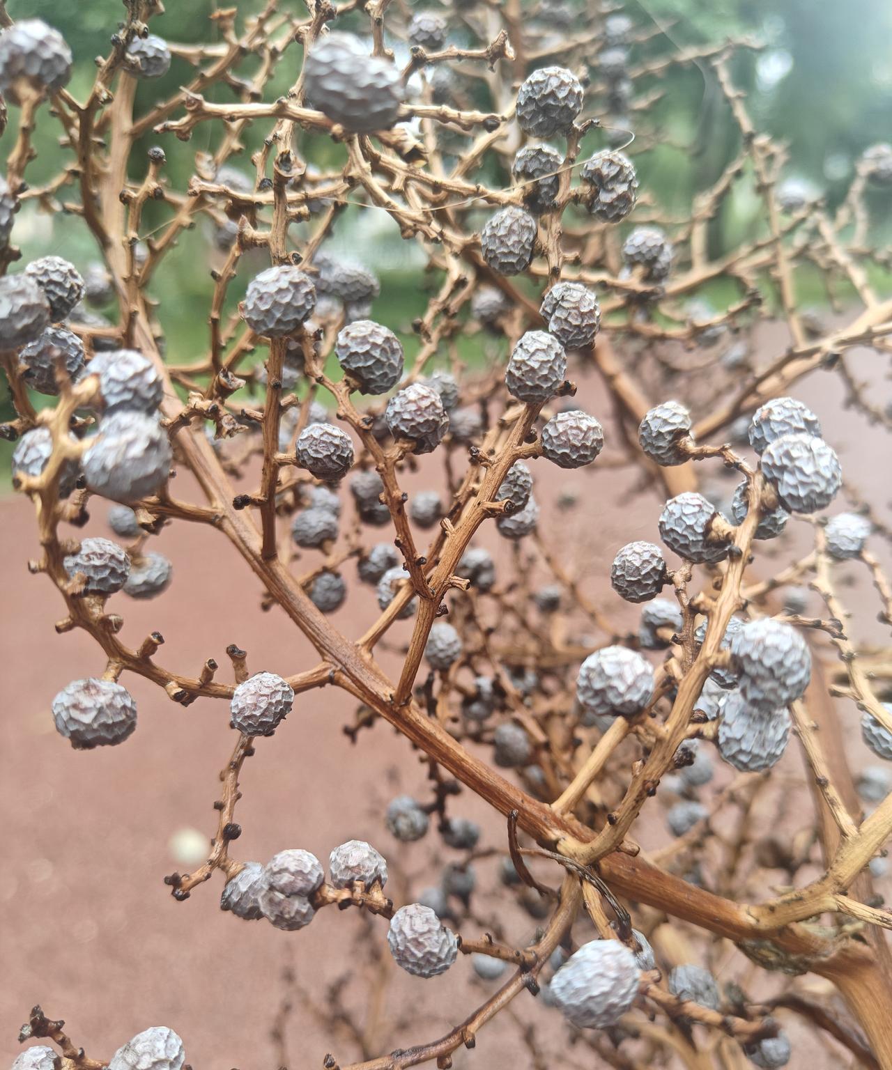 早上在公园的角落里发现的一株植物，感觉像野胡椒，有大神认识么？#不明的植物##
