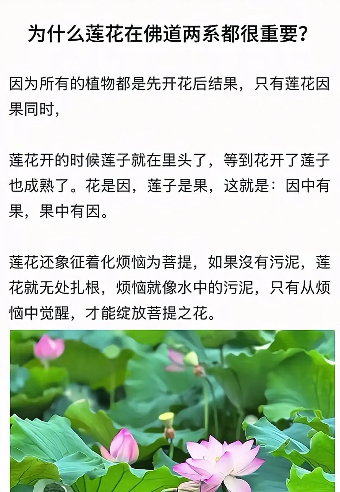 莲花不仅在佛道两系都很重要，在文学界也是鼎鼎大名！几乎所有的植