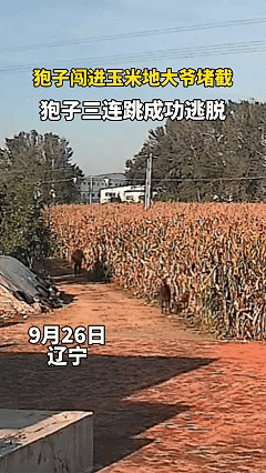 “万万没想到！”辽宁，一大爷去看自家玉米长势，突然偶遇一只狍子，大爷担心狍子糟蹋