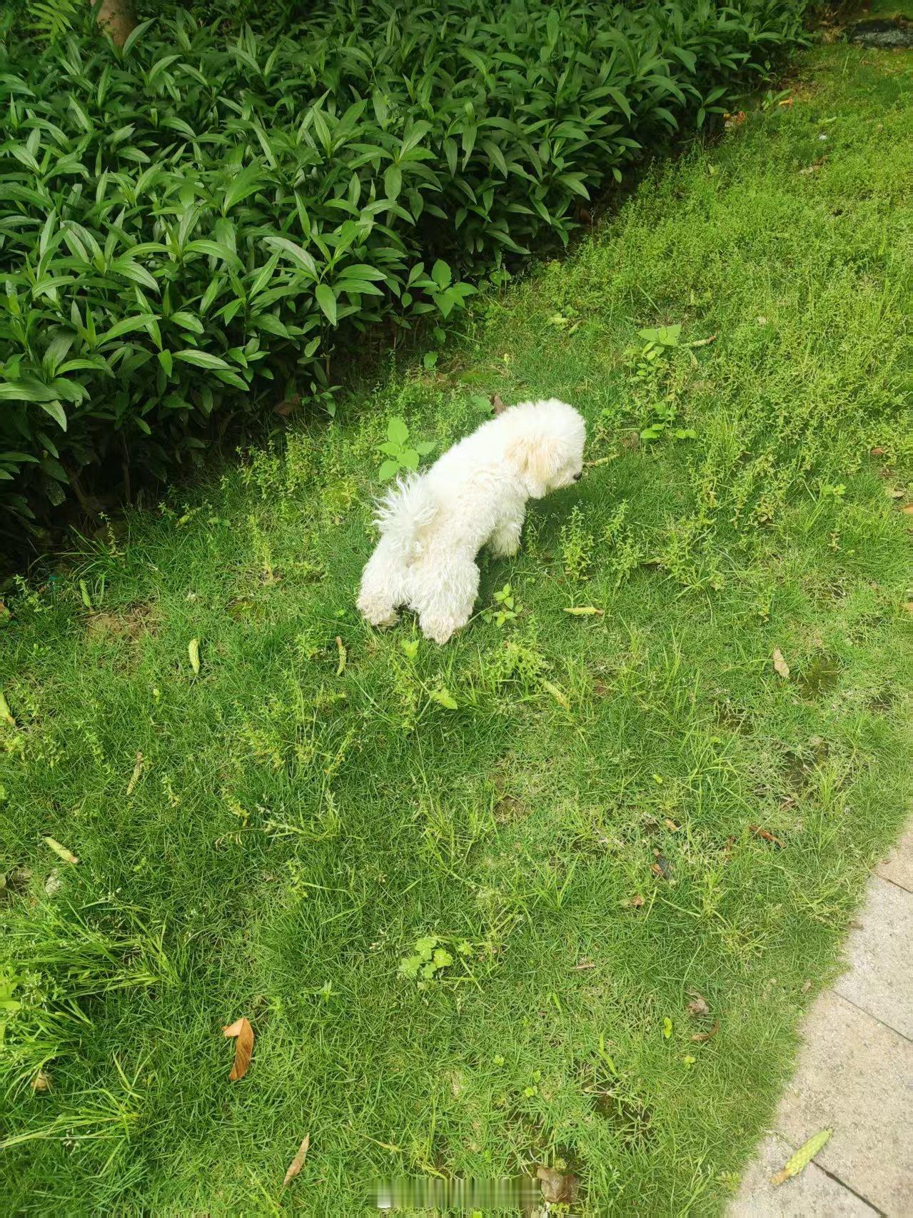 要绿了，不是我，我在公司楼下遛狗。​​​