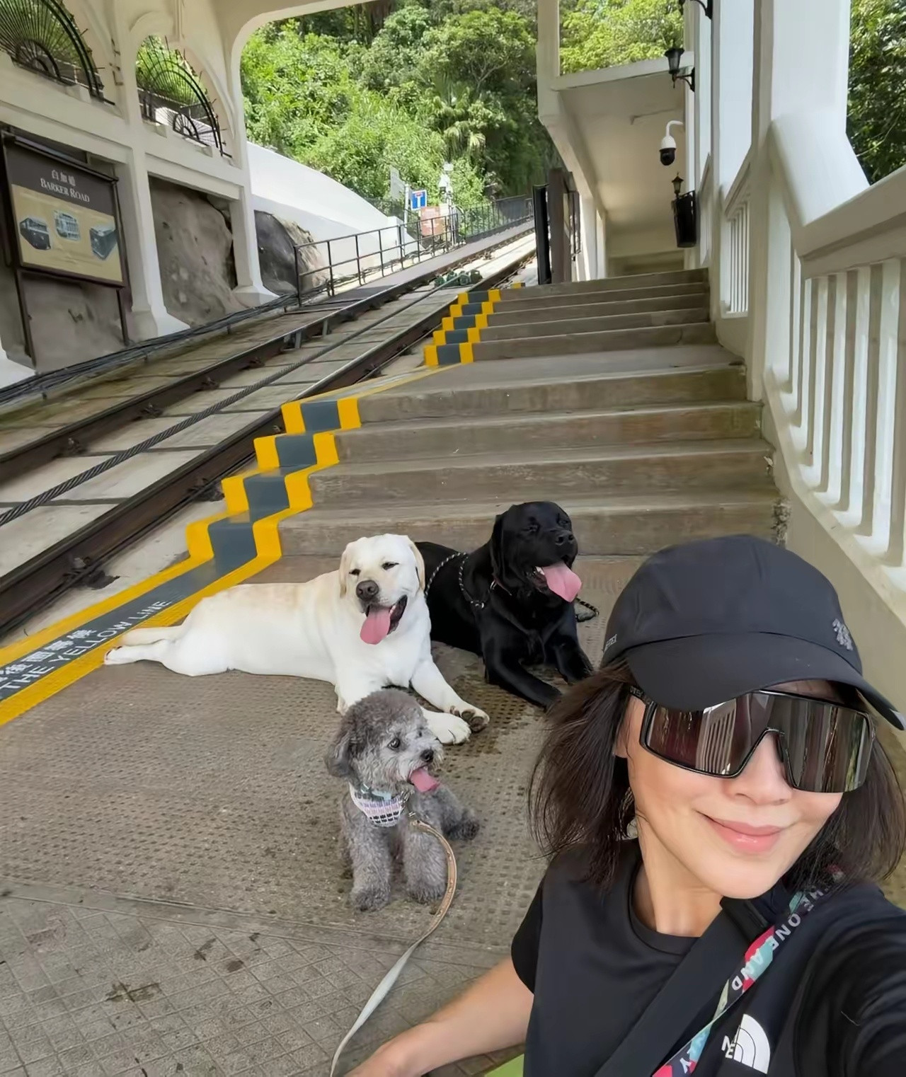 刘嘉玲晒出家里三只狗狗，两只拉布拉多，一直小灰泰迪！蛮可爱的，其实养宠物，真的会