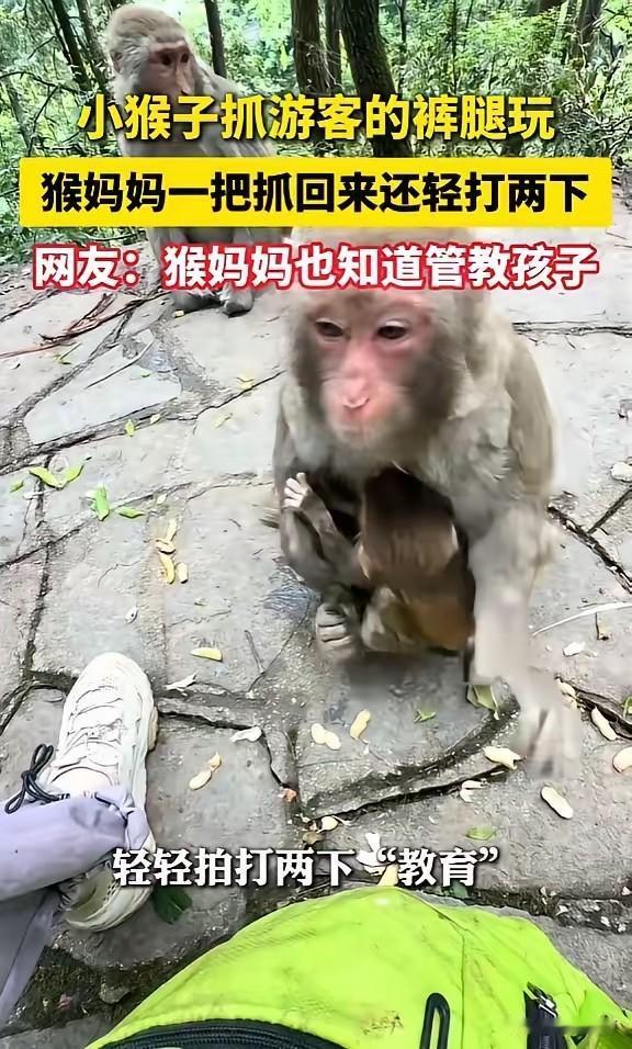 “太有灵性了！”6月5日报道，贵州，一小猴子扒拉游客的裤腿，猴妈妈看见后，把小猴