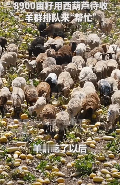 “这办法真省事！”新疆8900亩籽用西葫芦即将采收，田里却先迎来了一批特殊的“帮