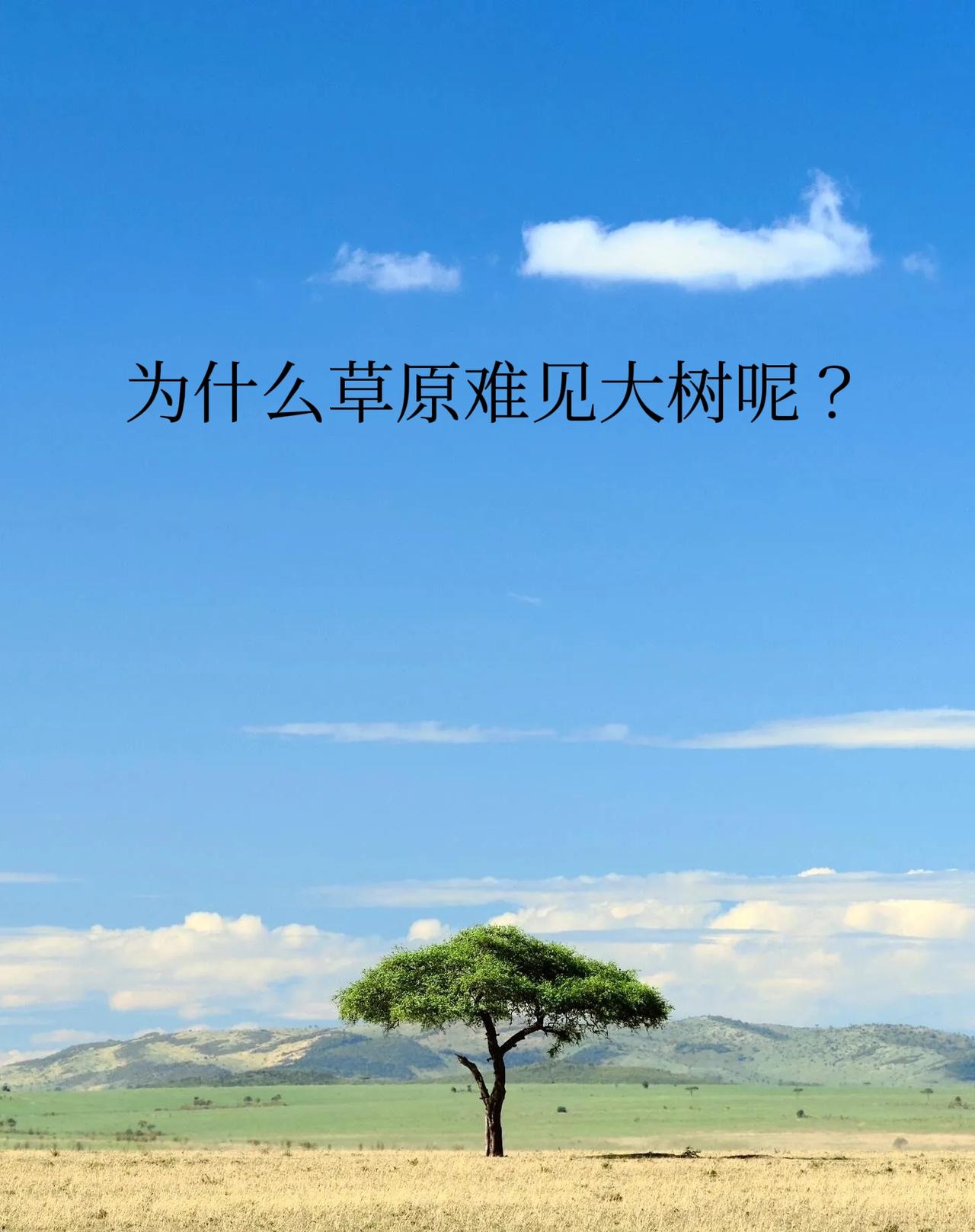 真的非常好奇，为什么草原难见大树🌳呢？有人戏谑解释：风吹草低见牛羊，风太强劲