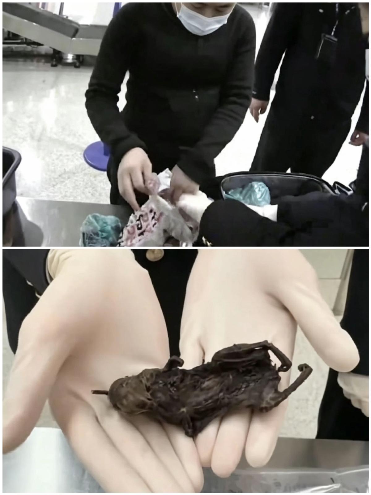 合肥新桥机场，海关工作人员在入境监管中，翻开一名旅客的托运行李，里面装着6只风干