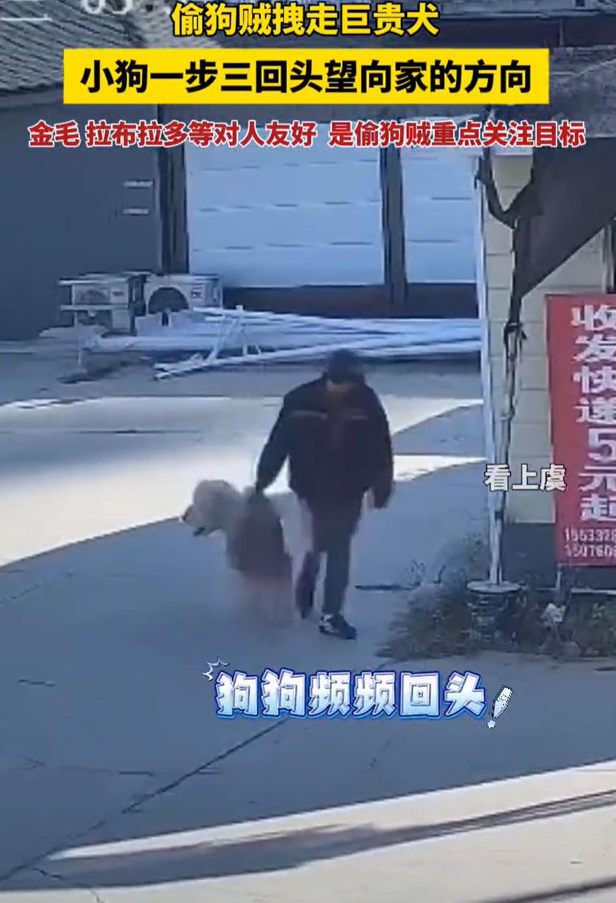 这胆子也太大了！河北保定，一男子在家里养了条巨型贵宾犬，放在家门口院子里好好的，