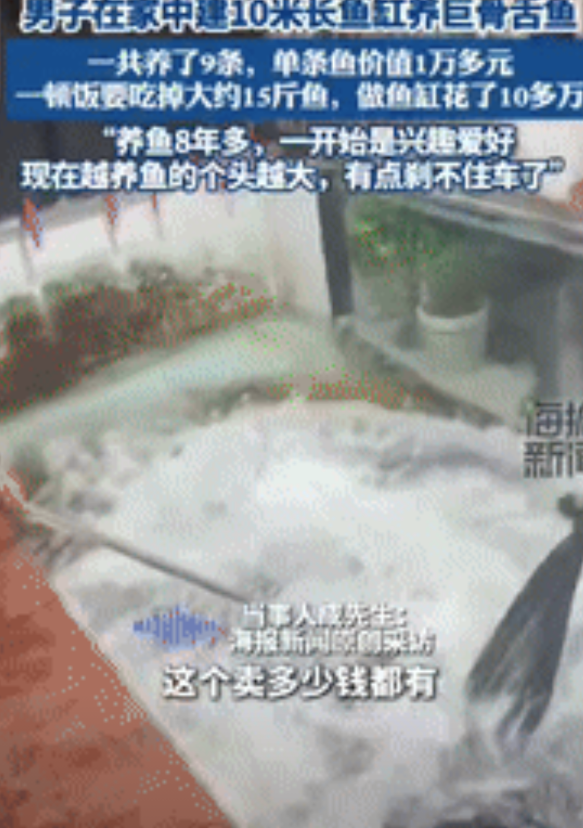 “有钱人真会玩！”山东滨州，一男子在家里建了10米长的鱼缸，里面养了9条巨骨舌鱼
