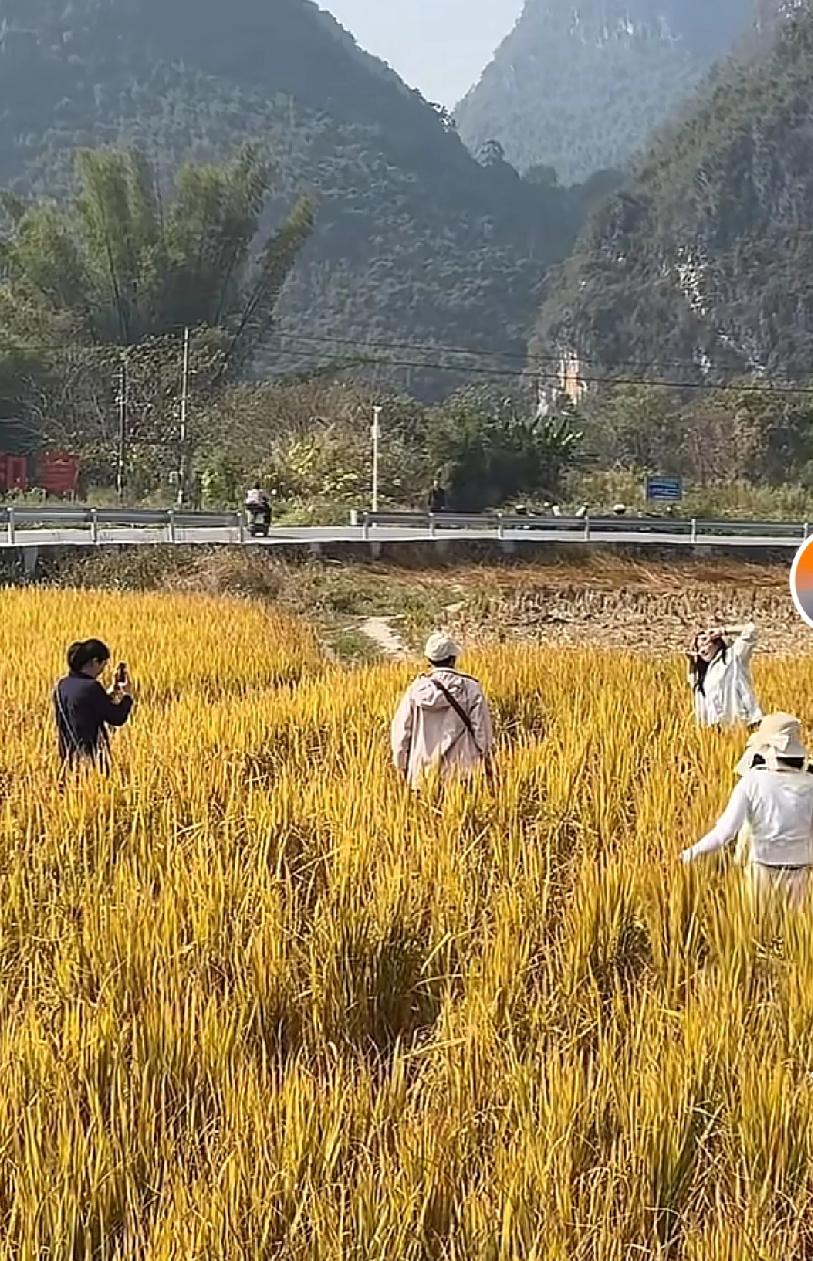 在广西，很多游客连村里面养的狗都不如现在这个季节，广西来了很多游客，来这里拍照