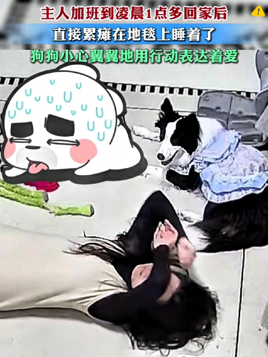 广东女子加班到凌晨瘫倒在地就睡，醒来竟被狗狗暖到破防！这只毛孩子不懂什么是9