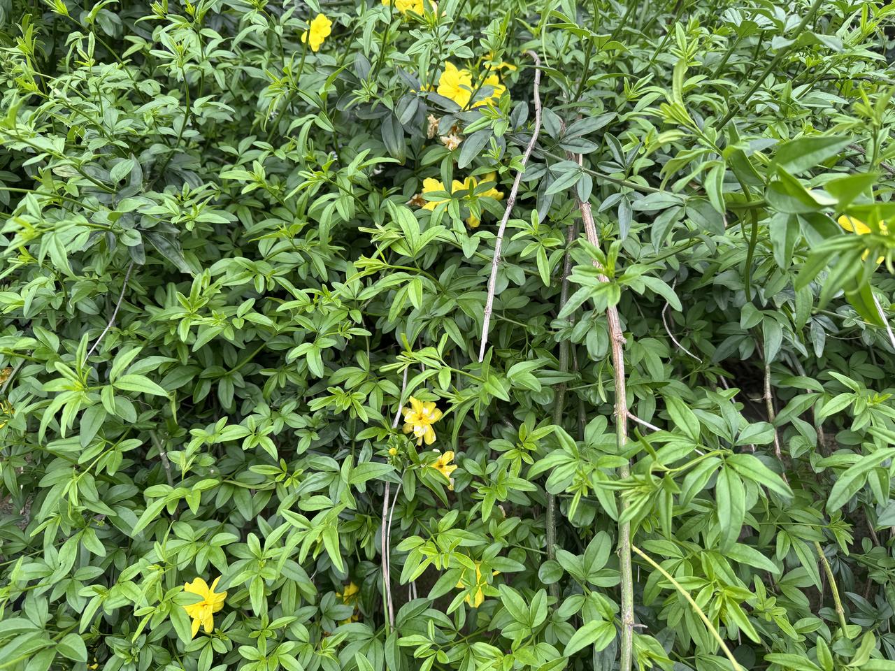 春天的美和其他季节是不一样的春天的绿是嫩绿透着生命初生的气息春天的风是暖风