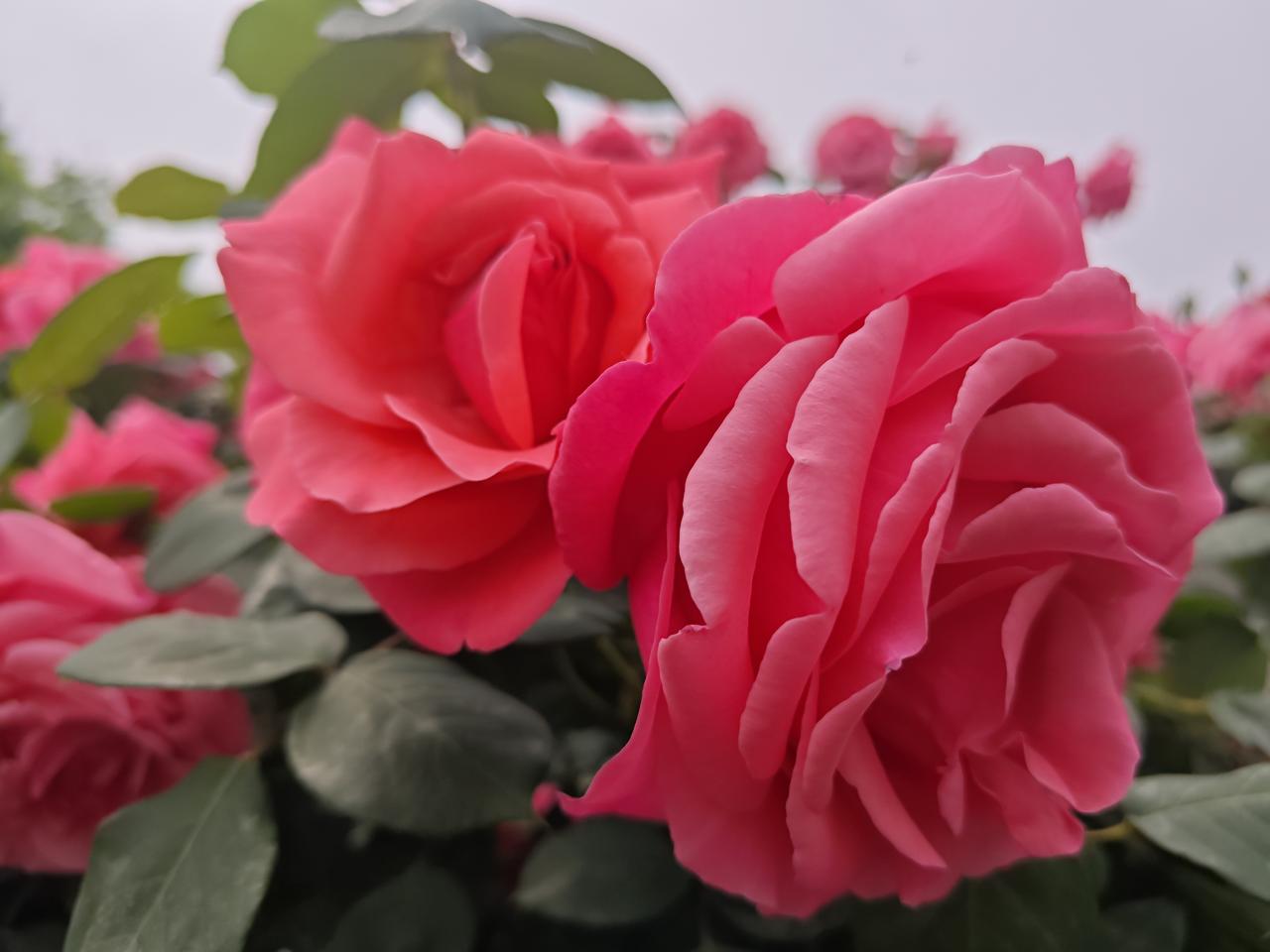 花开四月人间四月，春和景明，温润舒适，气候宜人，月季怒放，牡丹雍容，蔷薇满墙