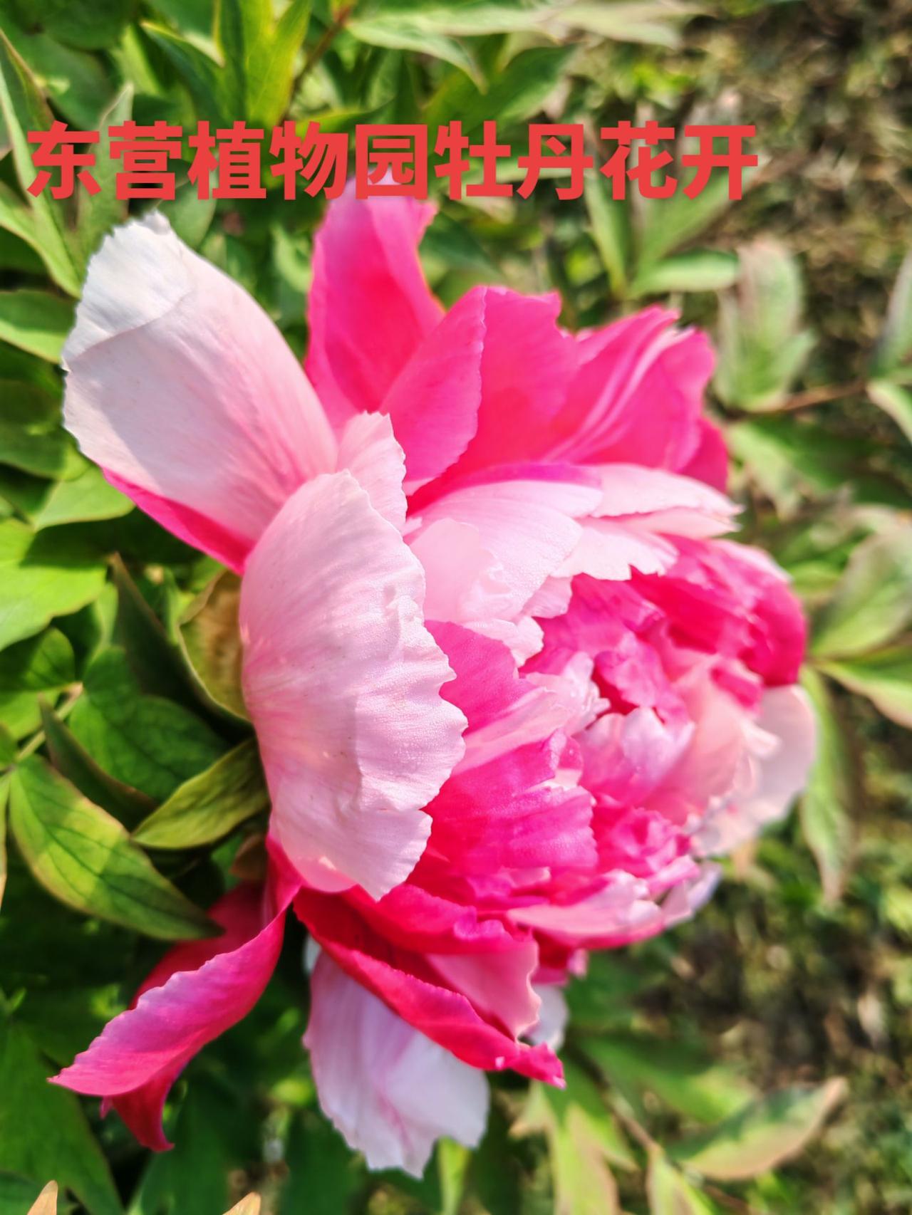 东营文旅东营牡丹花