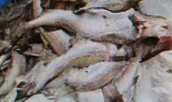 冬天进补，不一定非得选牛羊肉，有两种植物性“宝藏食材”，6元1斤，简单一蒸，营养