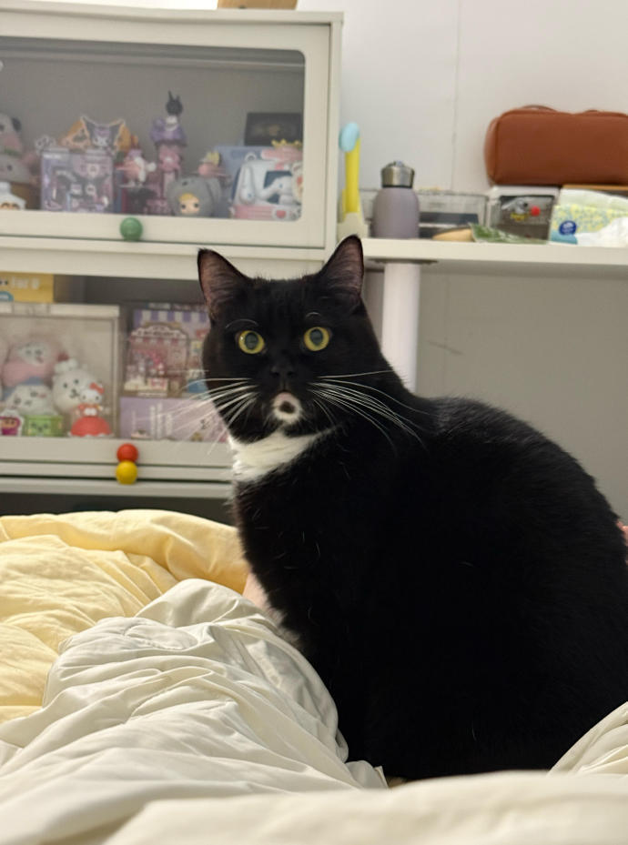 小猫自带惊讶表情[doge]​​​