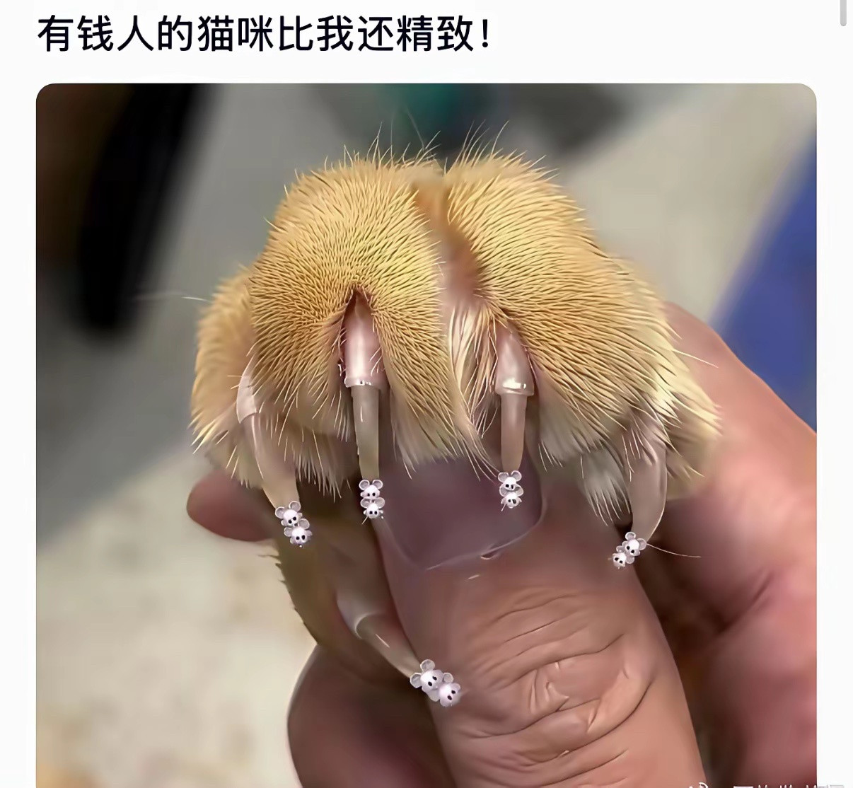 真不愧是有钱人的猫咪啊比人还精致