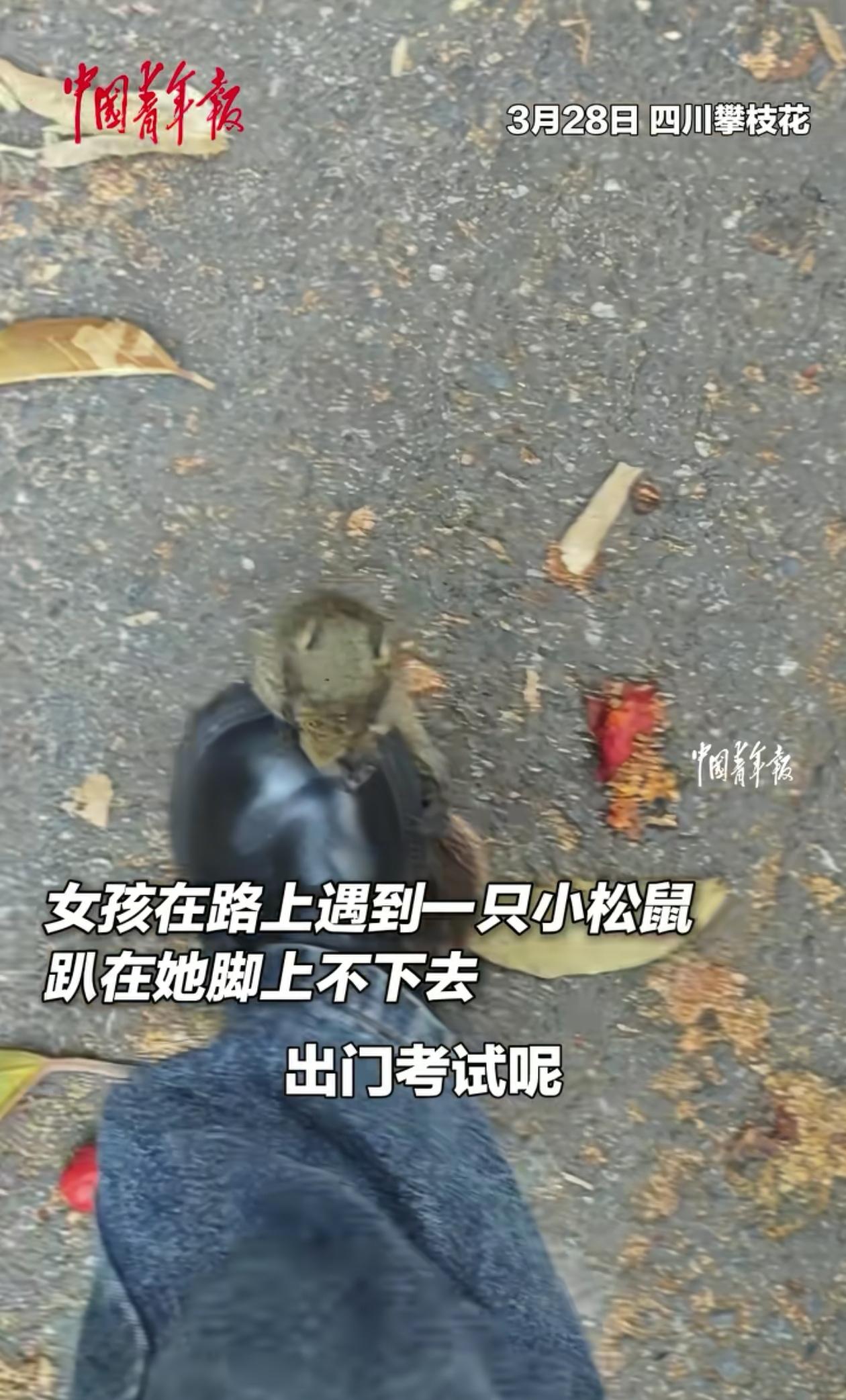 这下真的解释不清了！四川攀枝花，女子着急出门考试，路上却突然窜出来一只小松鼠，抱