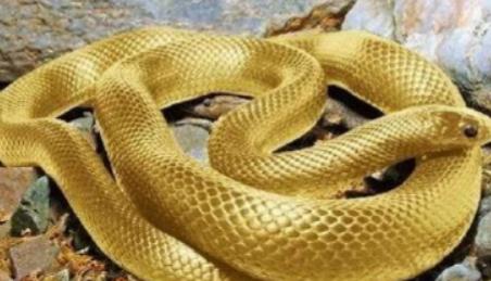 1975年，西安一老农挖地基，挖出一条大蛇,老农惊惧不已，刚要将它铲为两段，却发