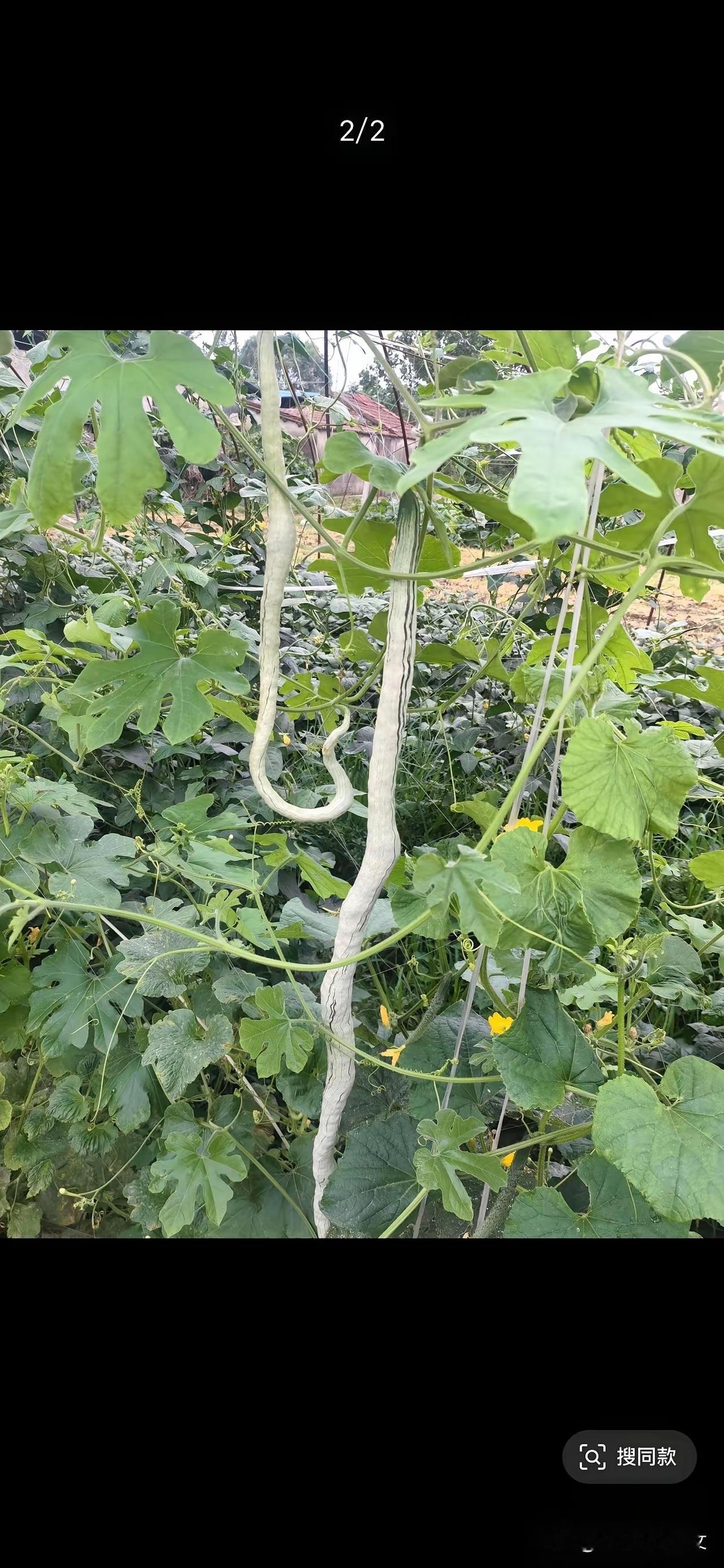 蛇瓜去摘这个菜的时候，得先用棍子敲一敲！