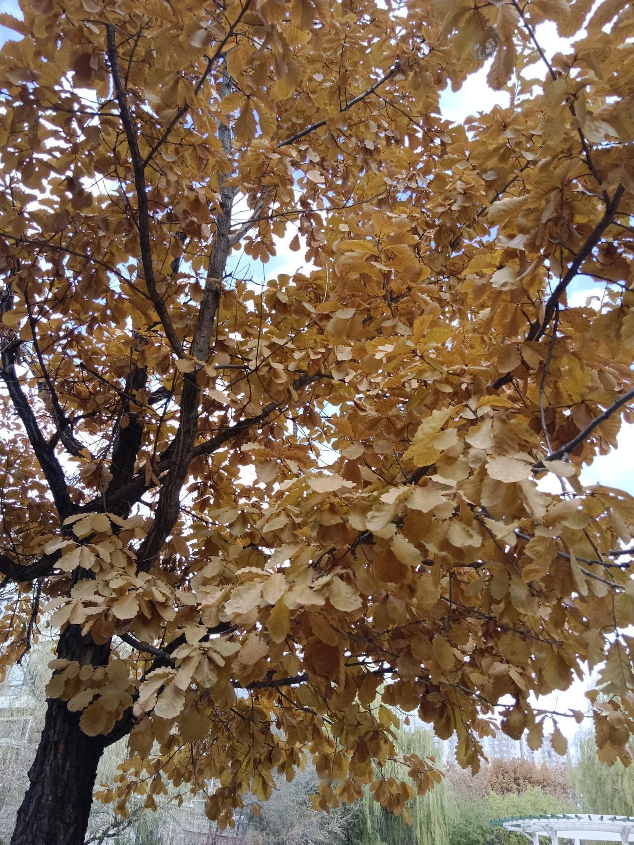 秋天的树叶，值得欣赏，黄的如金，红的似火！