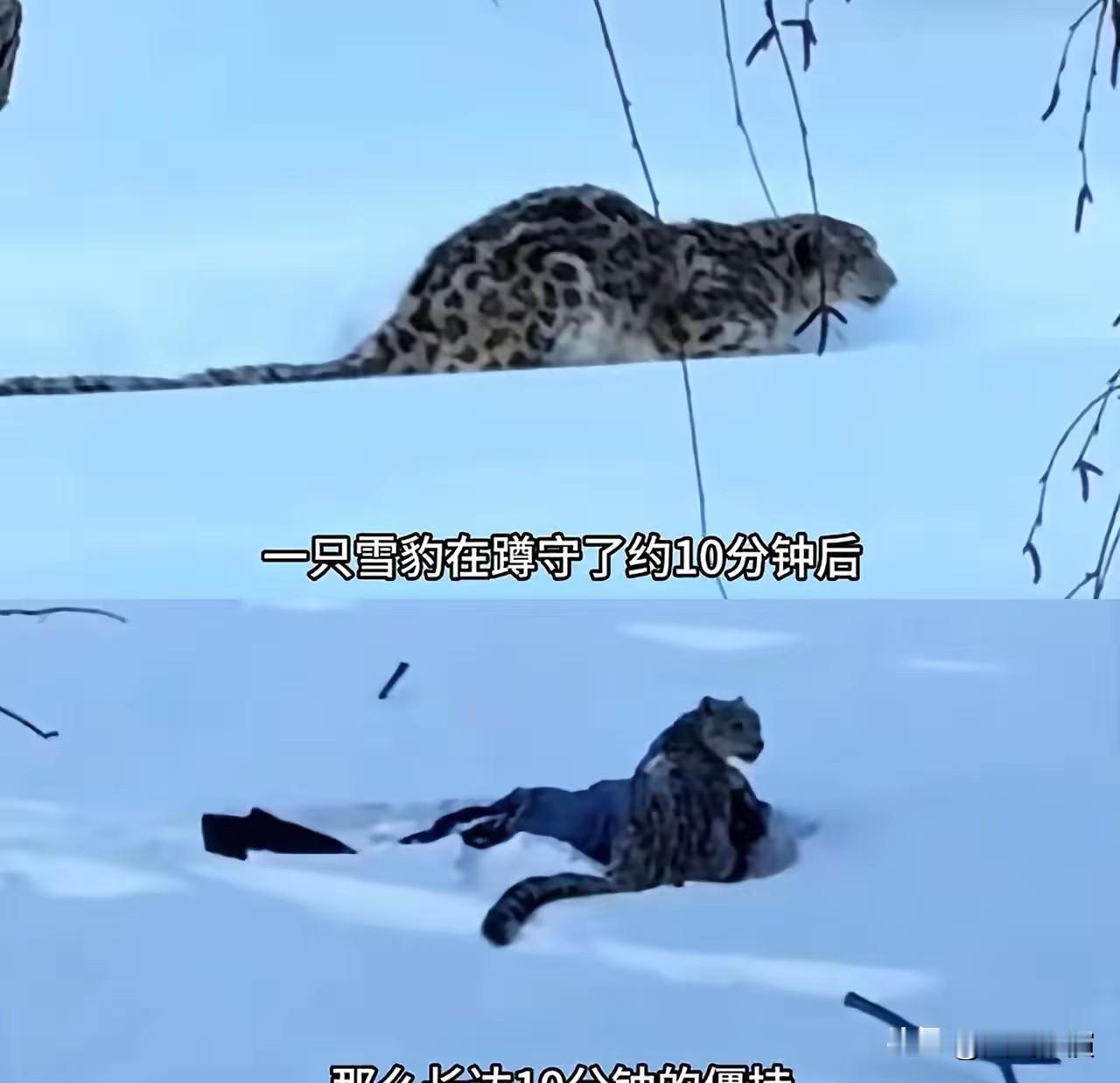 专家都已经说了，雪豹要是真想致命攻击，肯定会咬喉咙和脖子这些要害，它只咬面部就是