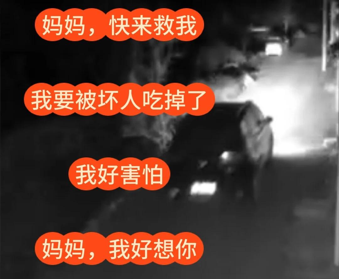 青州外卖员偷猫贼山东偷猫团伙追踪到河北淄博网友@偷猫贼死了嘛小猫