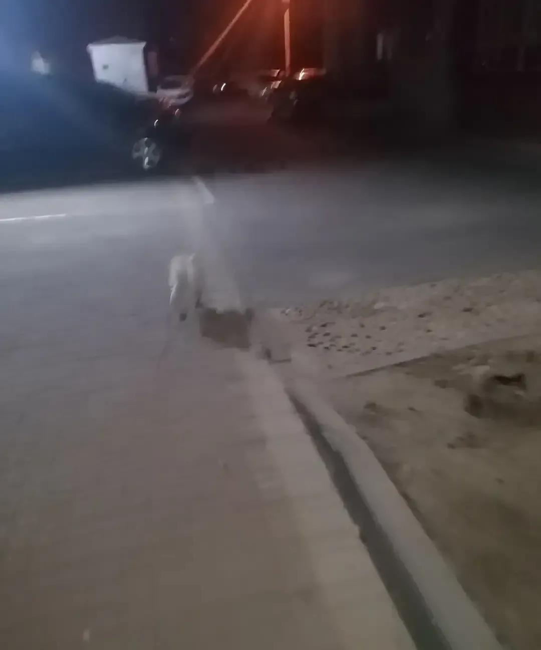 十四岁金毛凌晨四点用爪子扒门，我顶着黑眼圈给它开门，它晃晃悠悠进来，把头塞进我胳