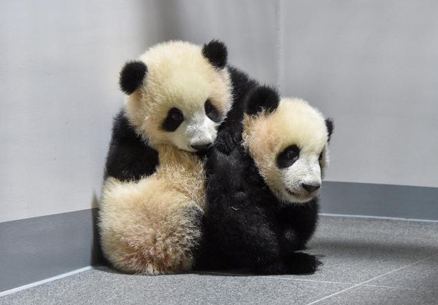 最后两只旅日熊猫要提前回家了，原因让人深思……原定明年2月归还的龙凤胎“晓晓