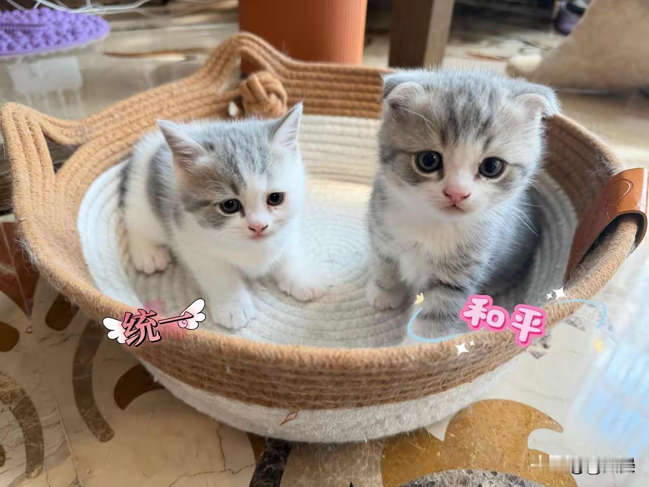 歌手黄安，高调发文！10月2日，黄安在自己的社交平台发文，不是晒早餐，而是晒猫