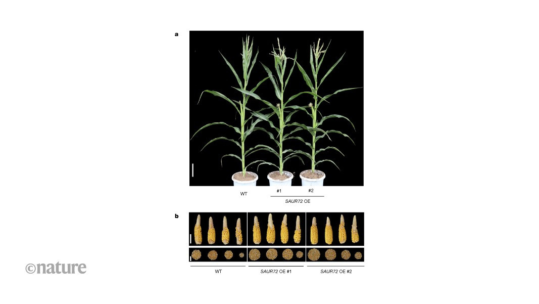 中国科学家刚发了一篇Nature，很有意思：干旱年份玉米的产量不是下降了，他们找