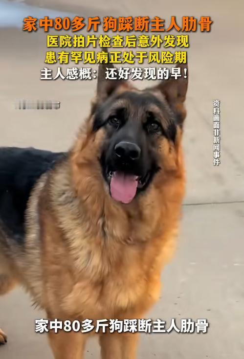 因祸得福！7月23日报道，北京一位女士，被家中80多斤的大德牧一个飞扑踩断了肋骨