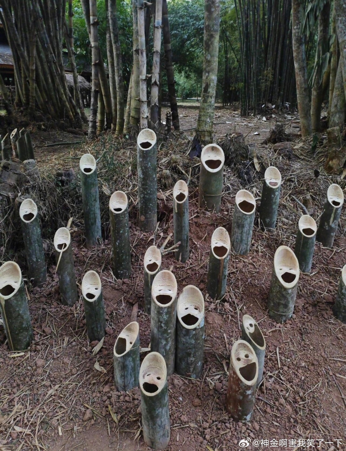 6031好吵的竹子