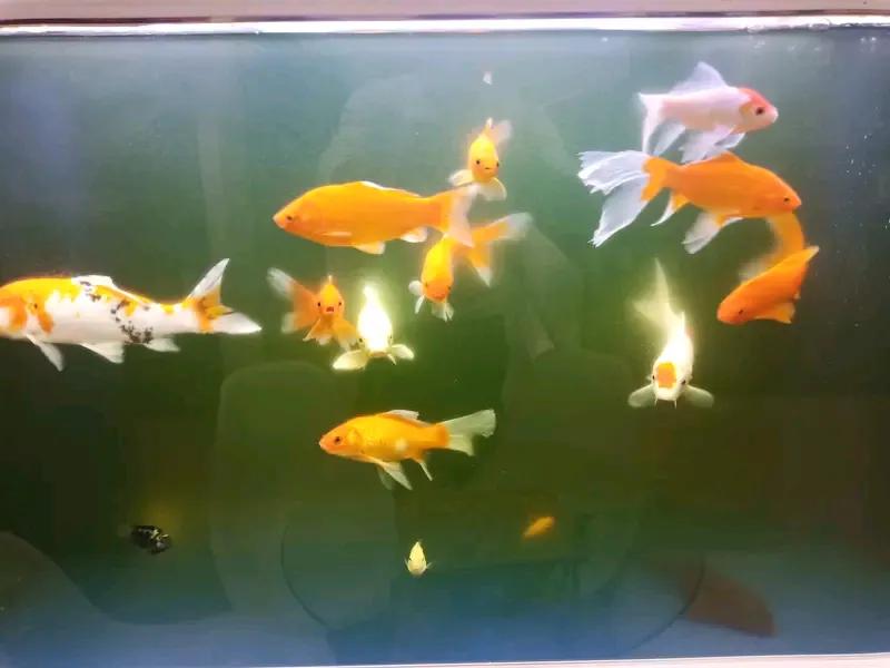养鱼的最高境界解释这个问题，我家里养鱼十几年不论是在成都上班家里养鱼，金鱼，草