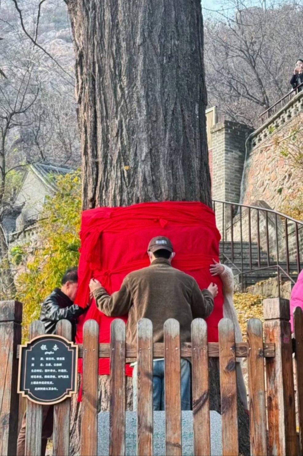 🍠刷到几张巨巨巨可爱的抱树宝宝帽子还反戴了哈哈哈哈